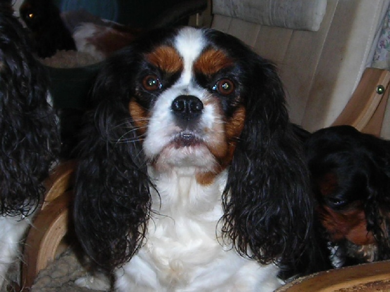 Uloane De castel peyrac