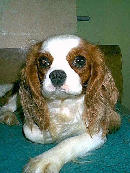 Tcharlott rampling De castel peyrac