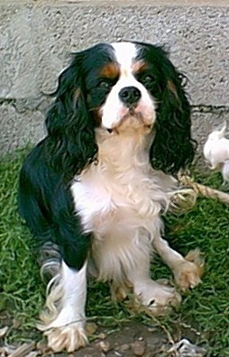 Vicomte gordon De castel peyrac