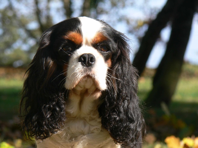 Beverly hills De castel peyrac