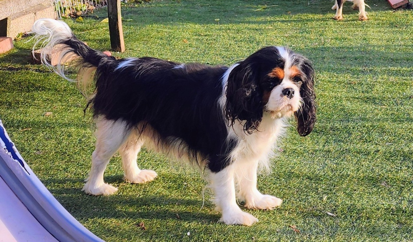 Uptown girl De castel peyrac