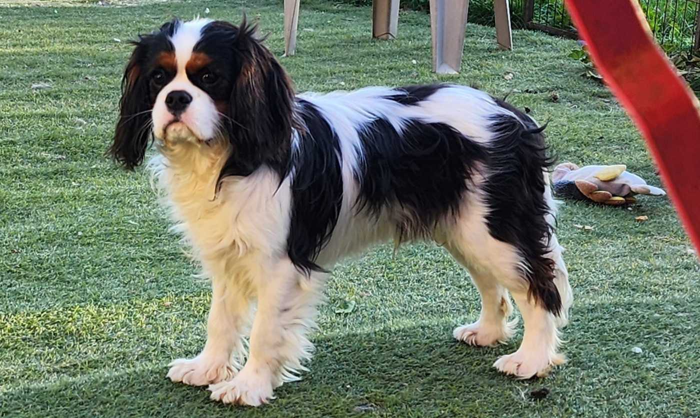 Alistair De castel peyrac