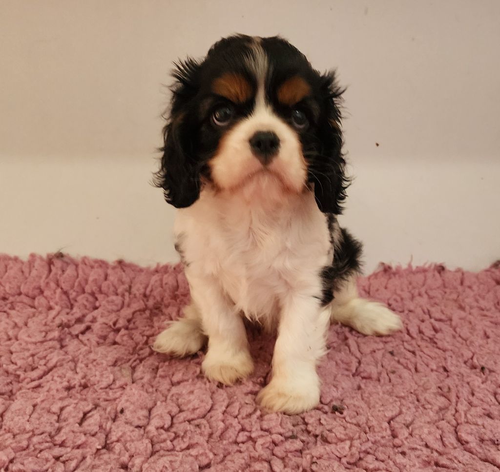 De castel peyrac - Chiots disponibles - Cavalier King Charles Spaniel