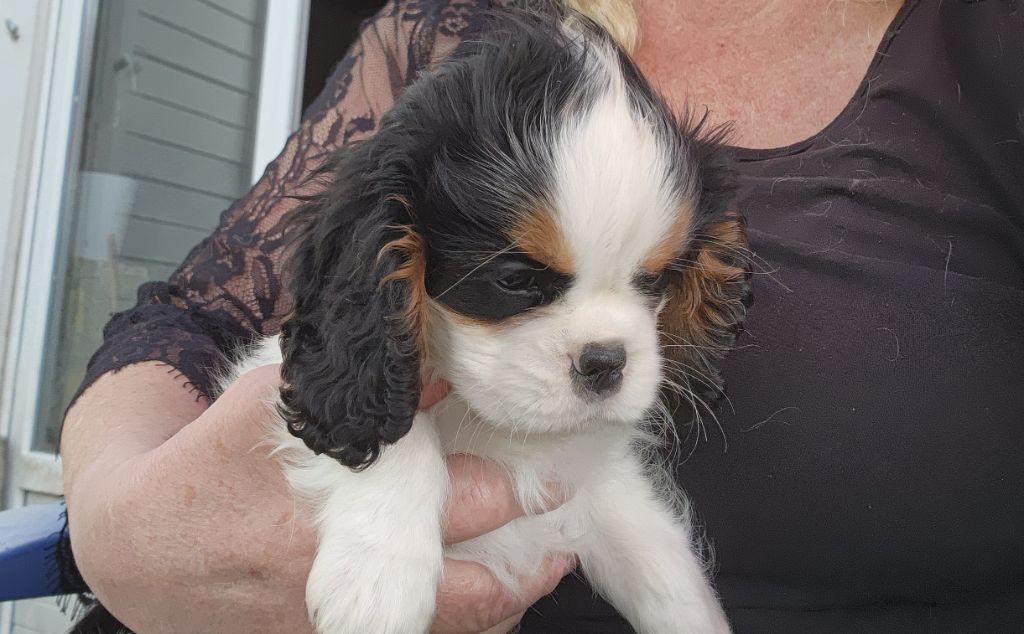 De castel peyrac - Chiots disponibles - Cavalier King Charles Spaniel