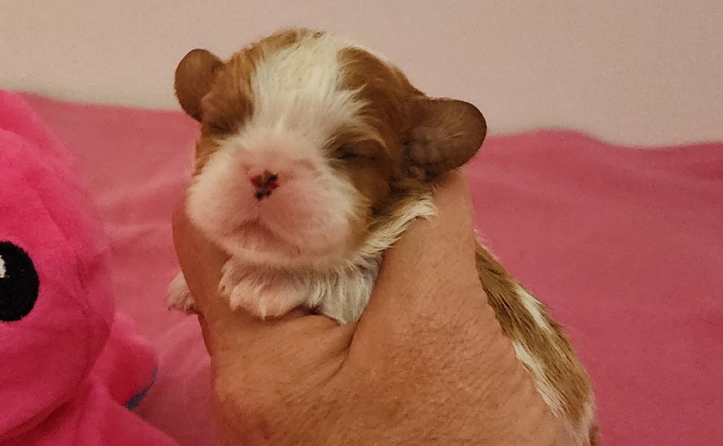 De castel peyrac - Chiots disponibles - Cavalier King Charles Spaniel