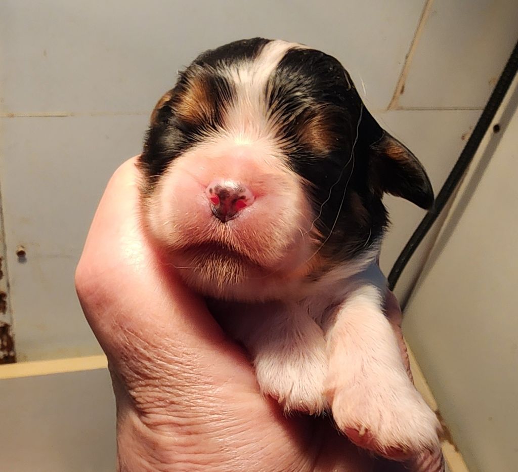 De castel peyrac - Chiots disponibles - Cavalier King Charles Spaniel