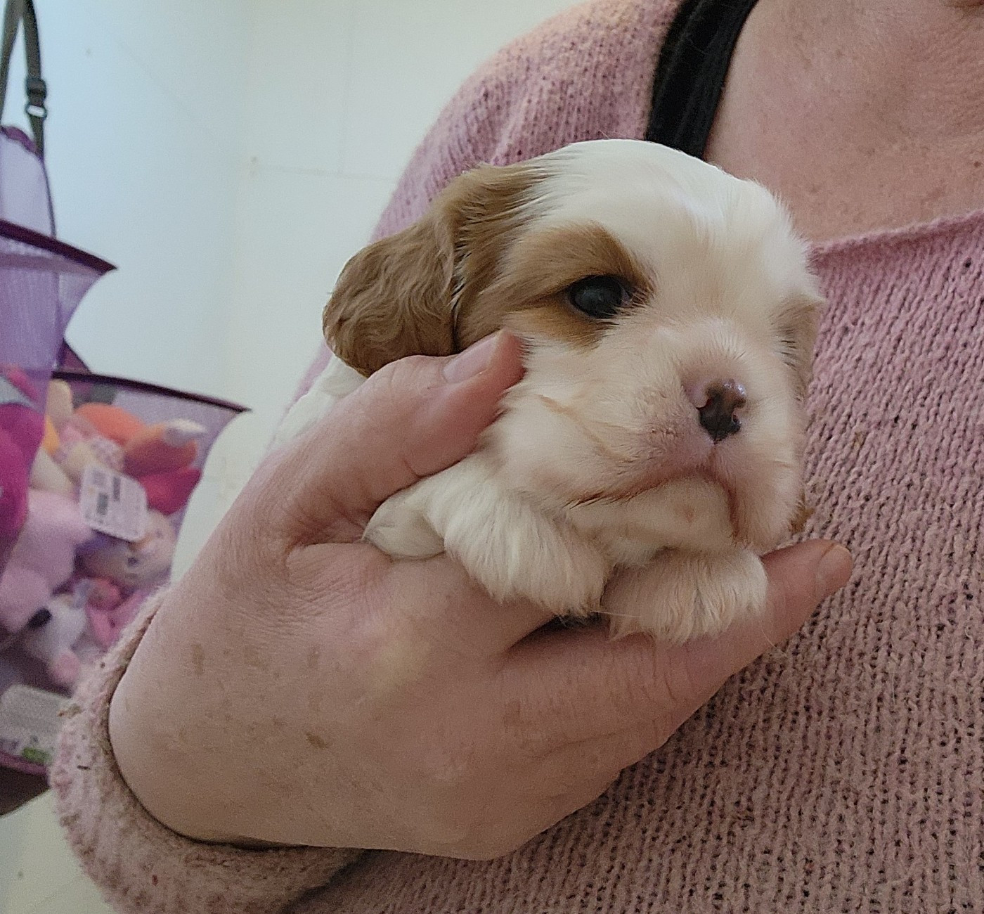 De castel peyrac - Chiots disponibles - Cavalier King Charles Spaniel