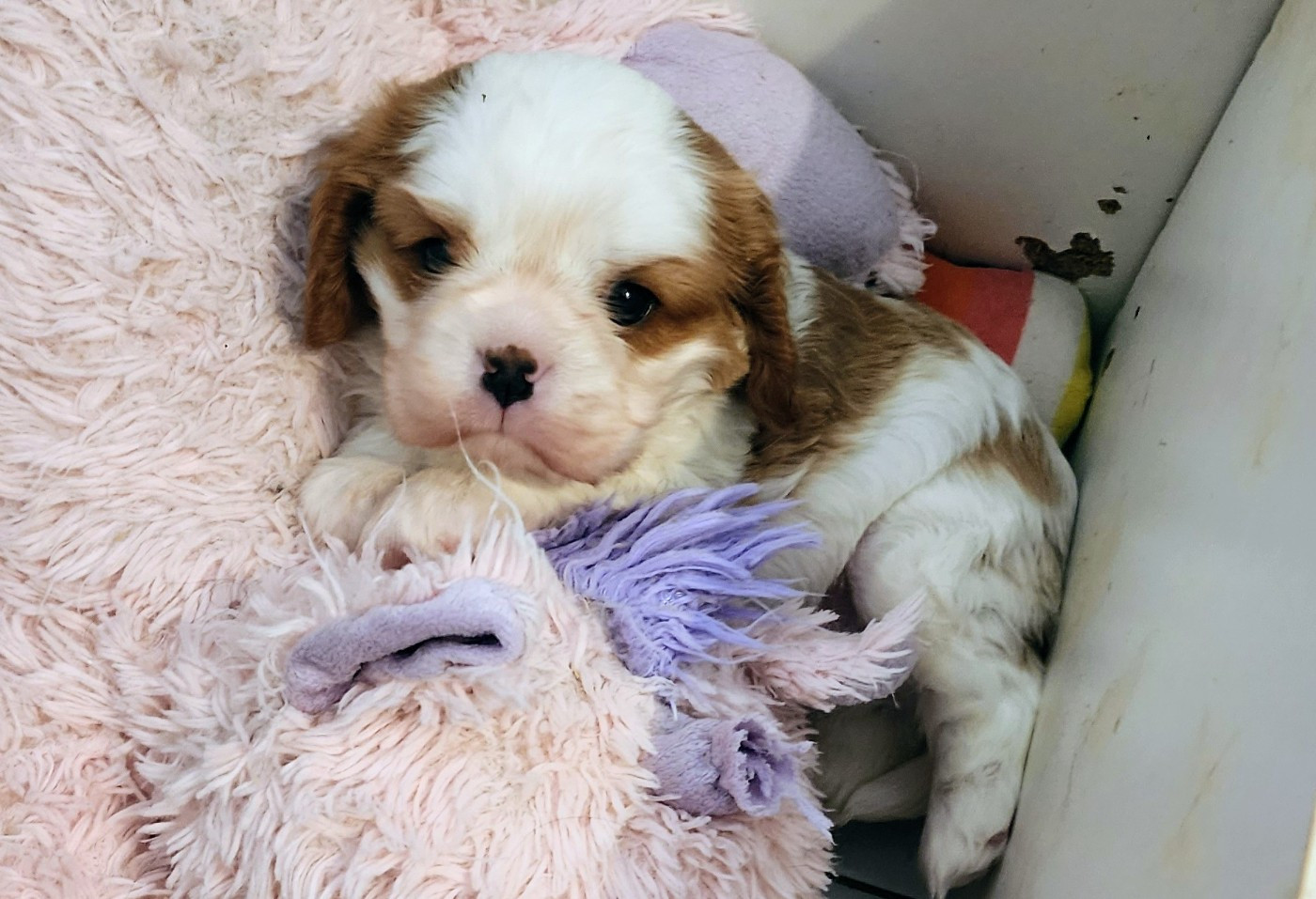 De castel peyrac - Chiots disponibles - Cavalier King Charles Spaniel