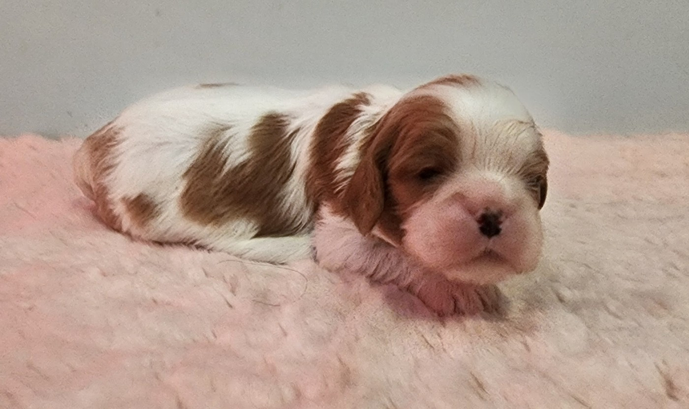 De castel peyrac - Chiots disponibles - Cavalier King Charles Spaniel