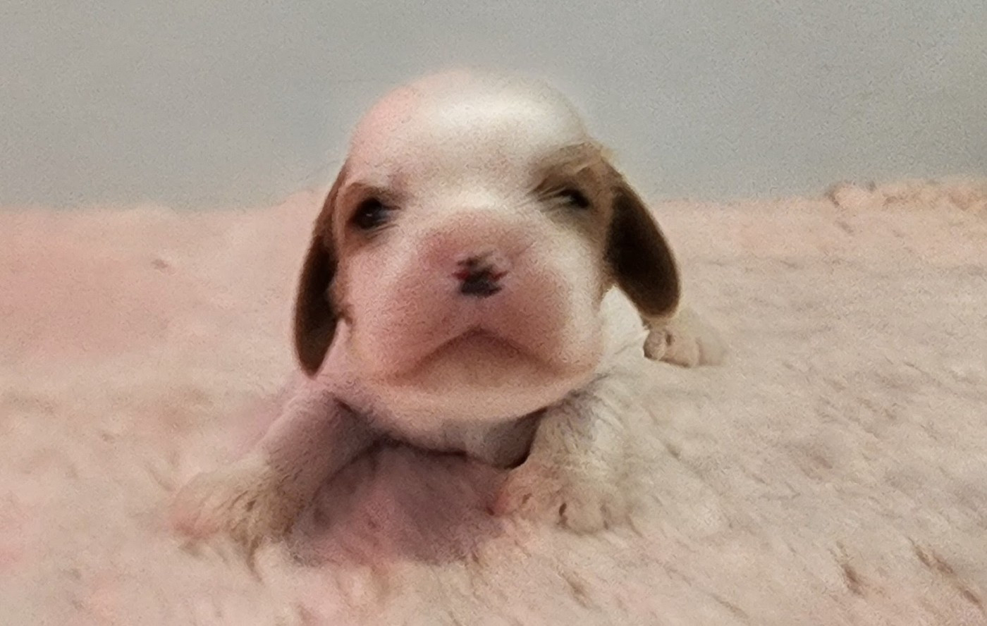 De castel peyrac - Chiots disponibles - Cavalier King Charles Spaniel