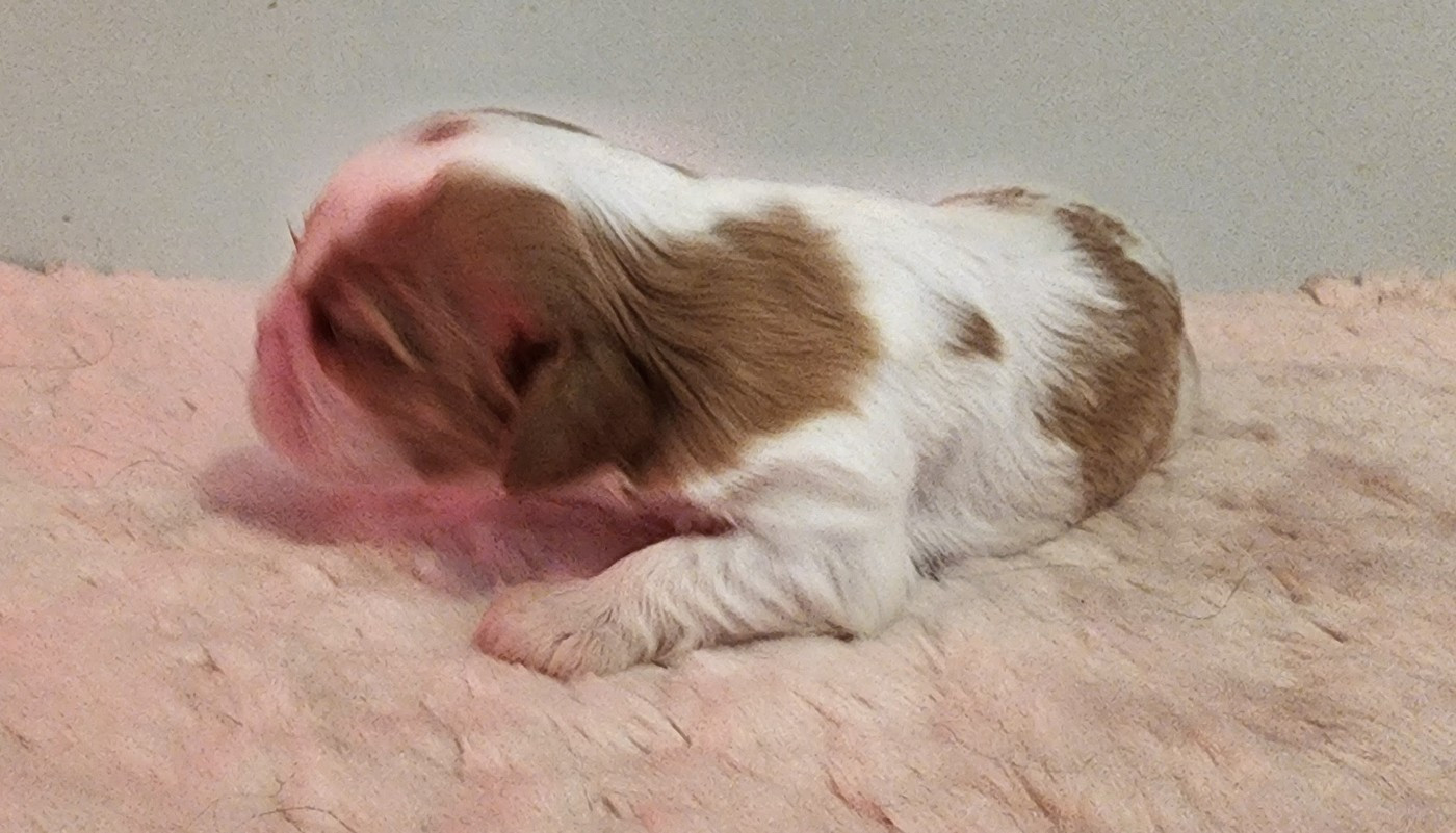 De castel peyrac - Chiots disponibles - Cavalier King Charles Spaniel