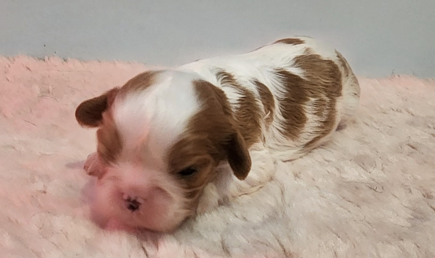 De castel peyrac - Chiots disponibles - Cavalier King Charles Spaniel