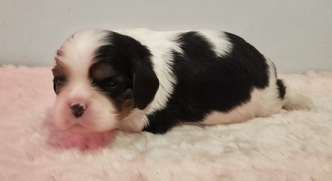De castel peyrac - Chiots disponibles - Cavalier King Charles Spaniel