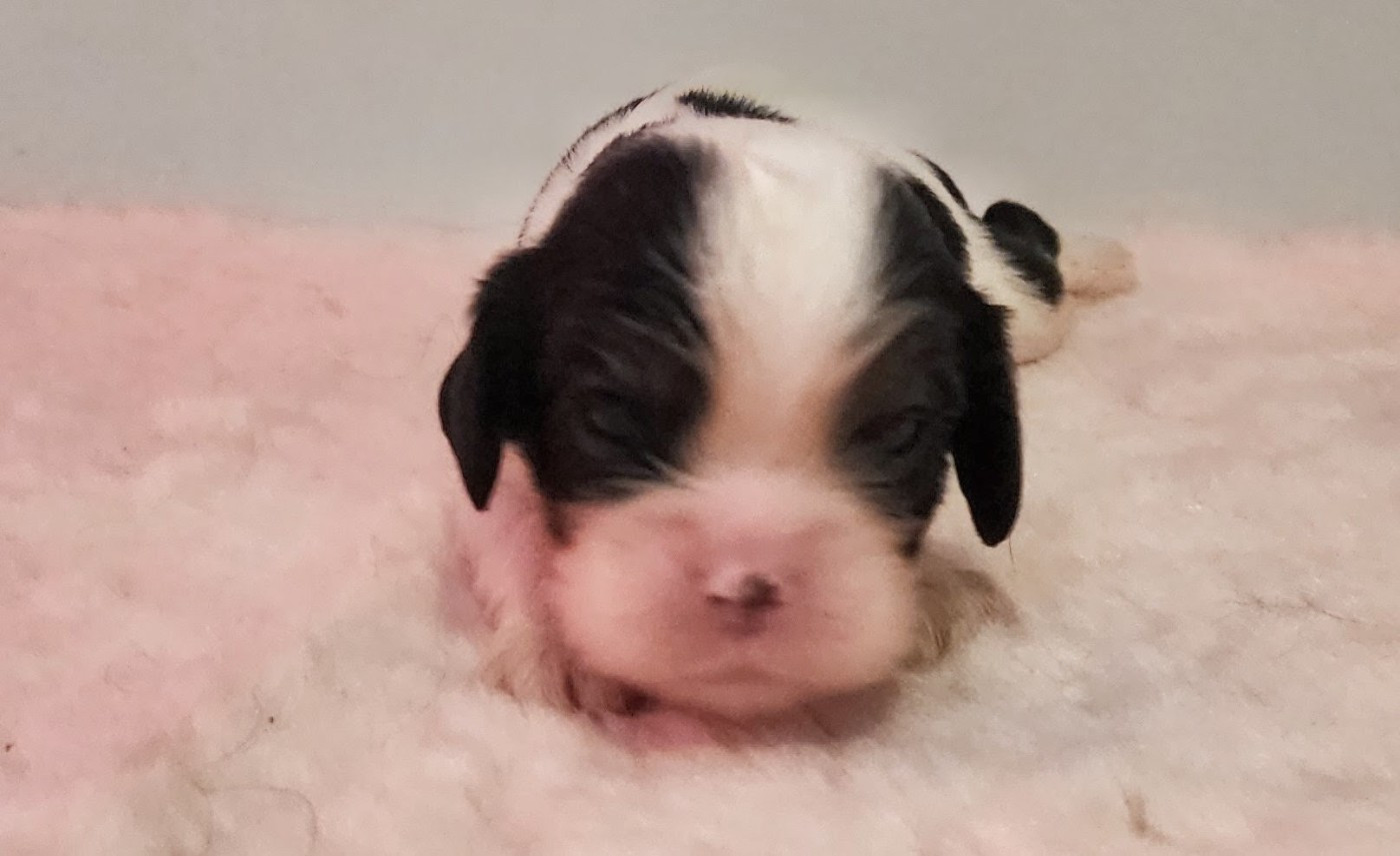 De castel peyrac - Chiots disponibles - Cavalier King Charles Spaniel