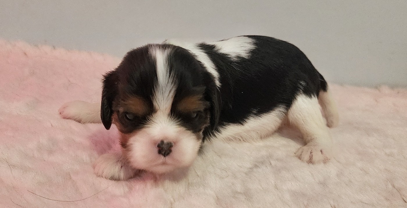 De castel peyrac - Chiots disponibles - Cavalier King Charles Spaniel