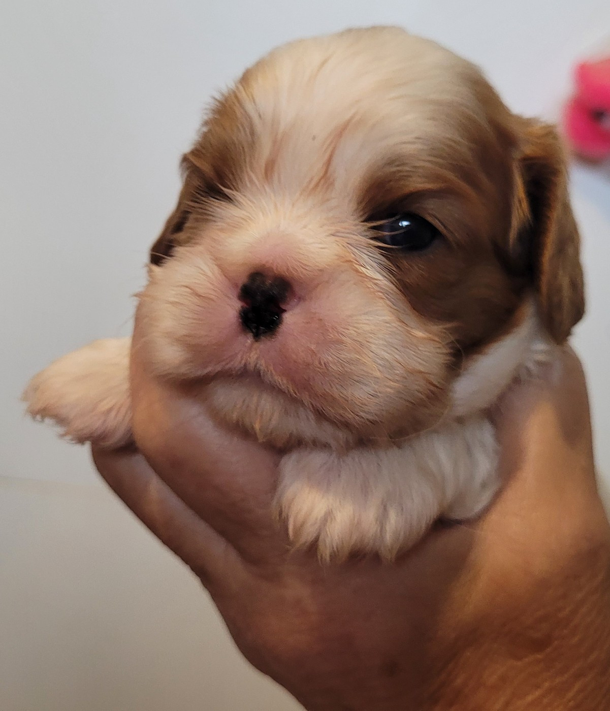 De castel peyrac - Chiots disponibles - Cavalier King Charles Spaniel