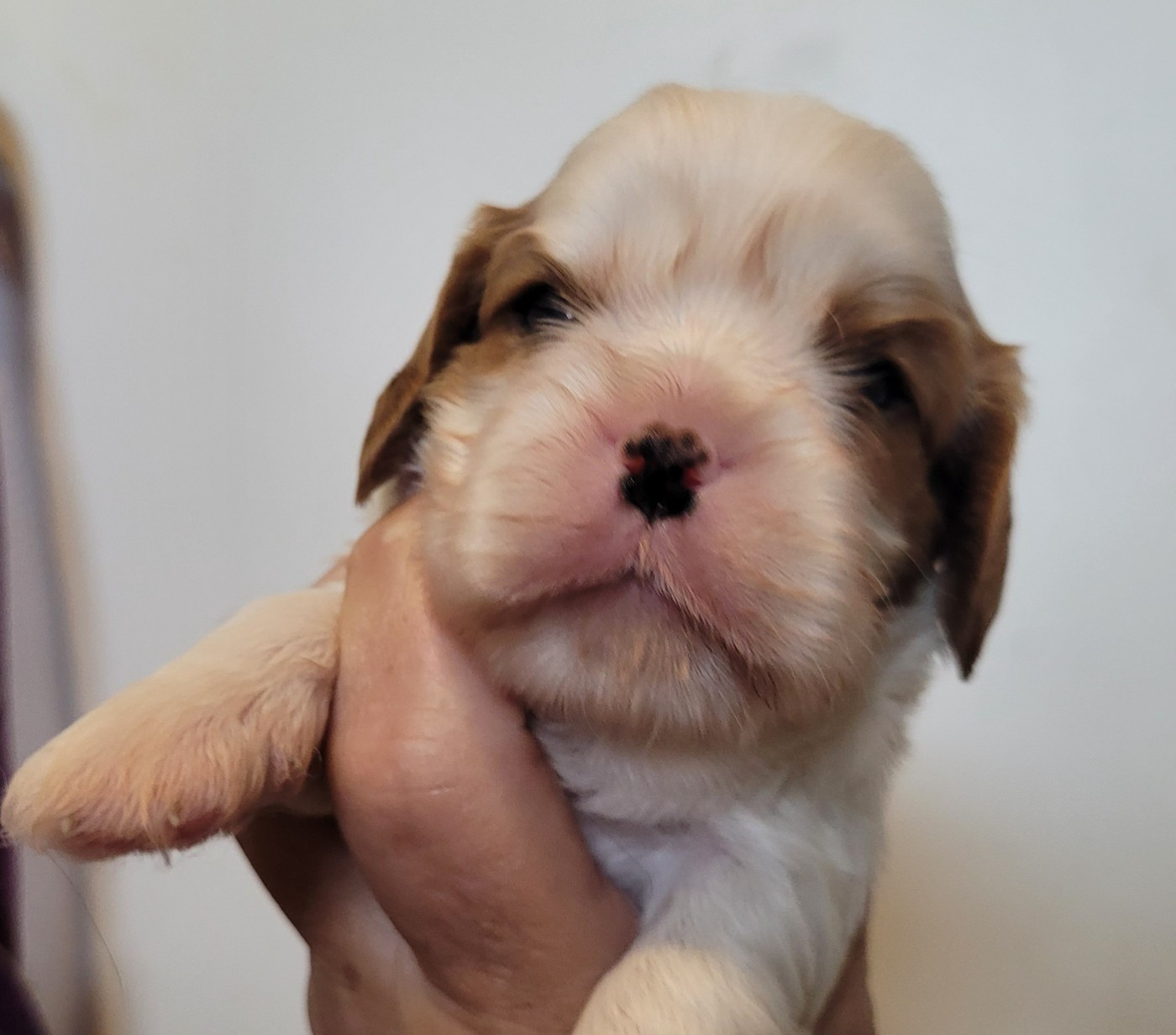 De castel peyrac - Chiots disponibles - Cavalier King Charles Spaniel