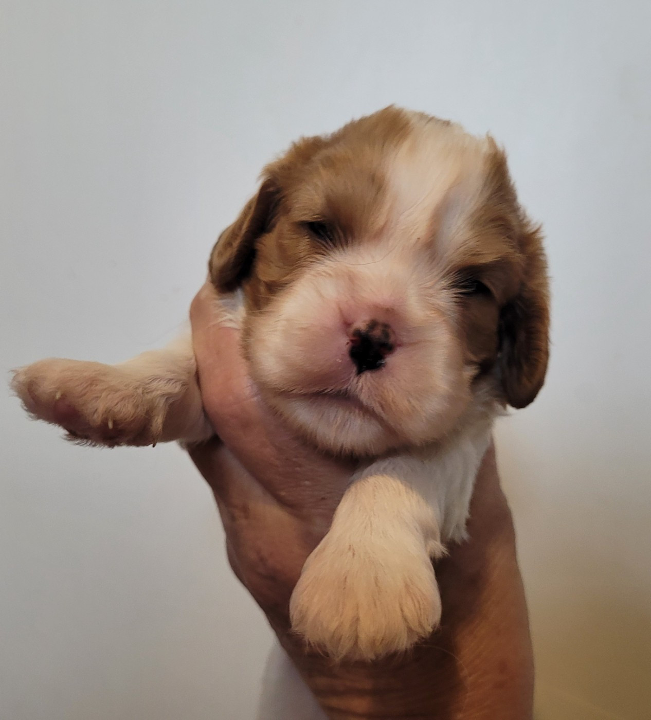 De castel peyrac - Chiots disponibles - Cavalier King Charles Spaniel