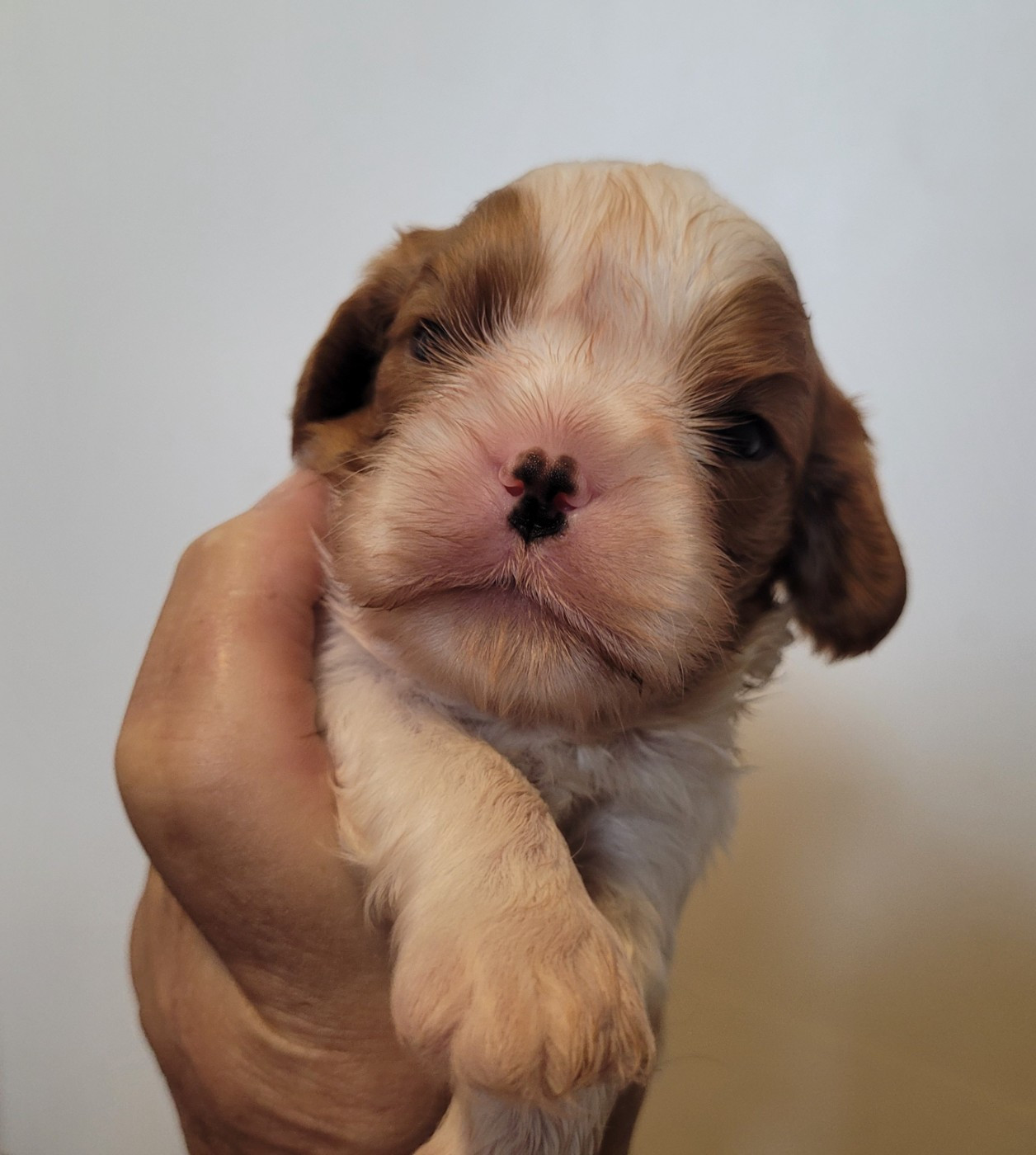 De castel peyrac - Chiots disponibles - Cavalier King Charles Spaniel
