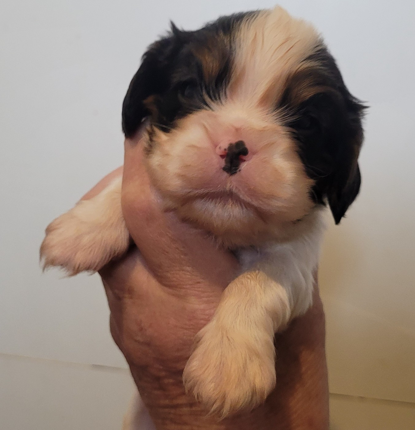 De castel peyrac - Chiots disponibles - Cavalier King Charles Spaniel