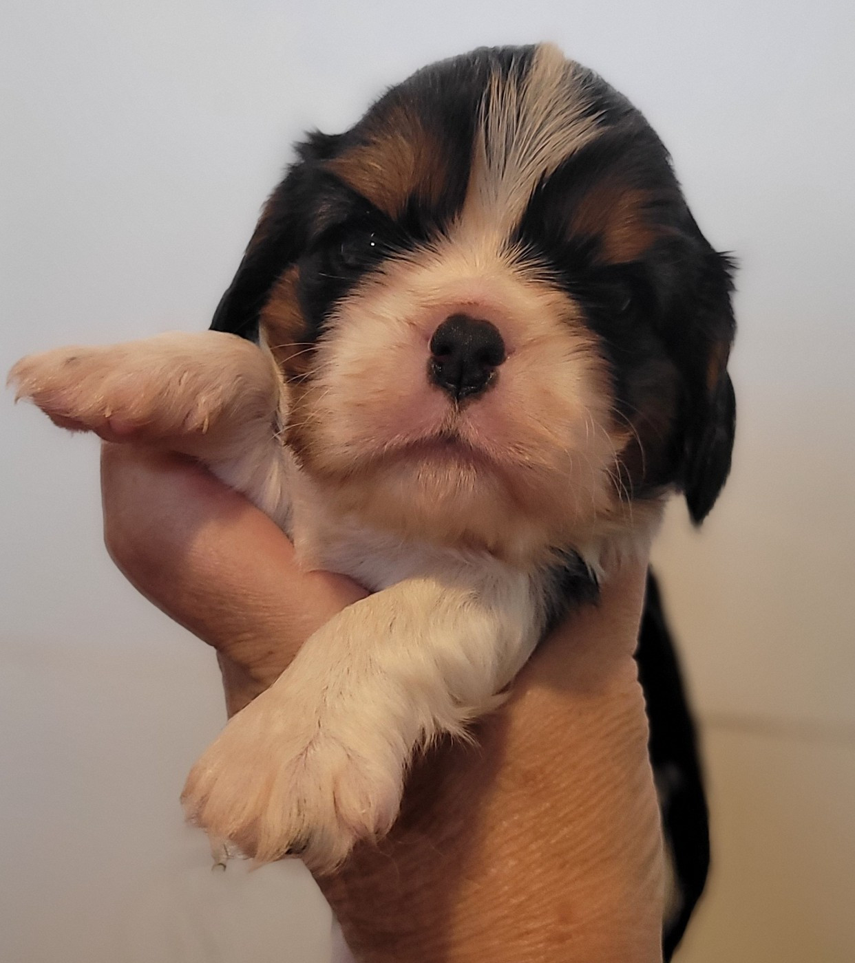 De castel peyrac - Chiots disponibles - Cavalier King Charles Spaniel