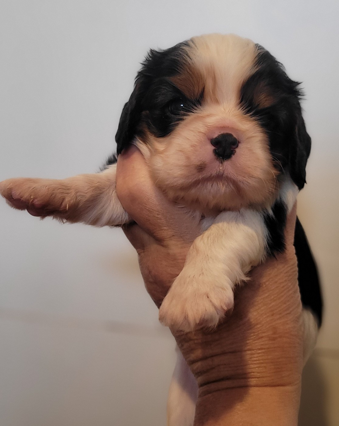 De castel peyrac - Chiots disponibles - Cavalier King Charles Spaniel