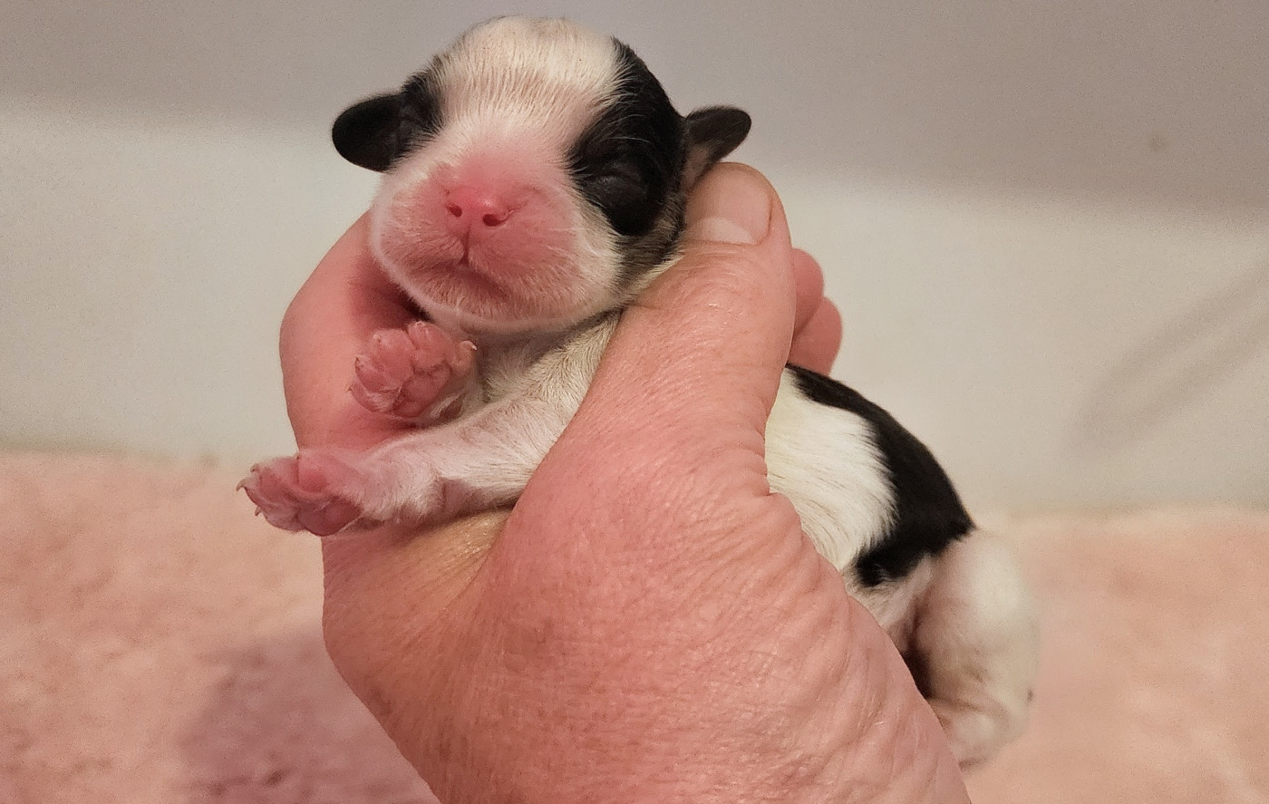 De castel peyrac - Chiots disponibles - Cavalier King Charles Spaniel