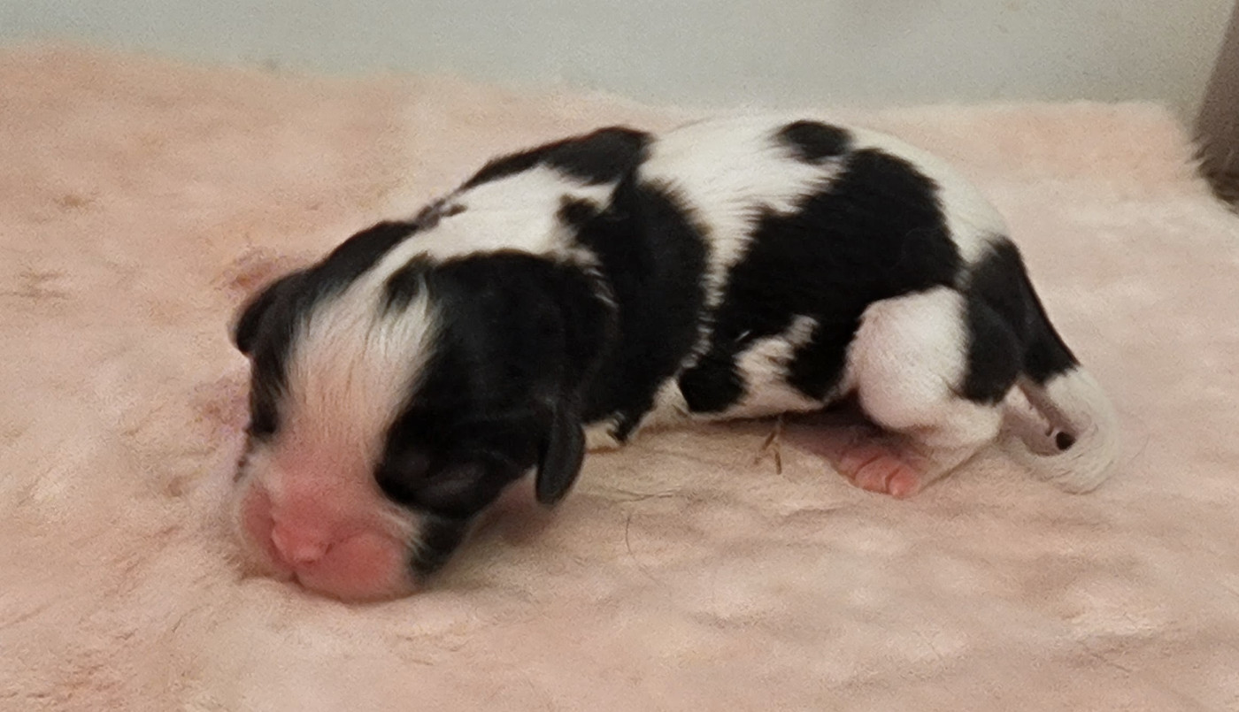 De castel peyrac - Chiots disponibles - Cavalier King Charles Spaniel