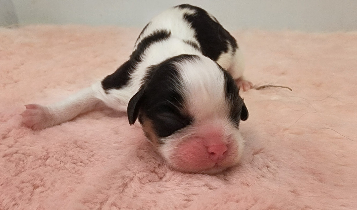 De castel peyrac - Chiots disponibles - Cavalier King Charles Spaniel