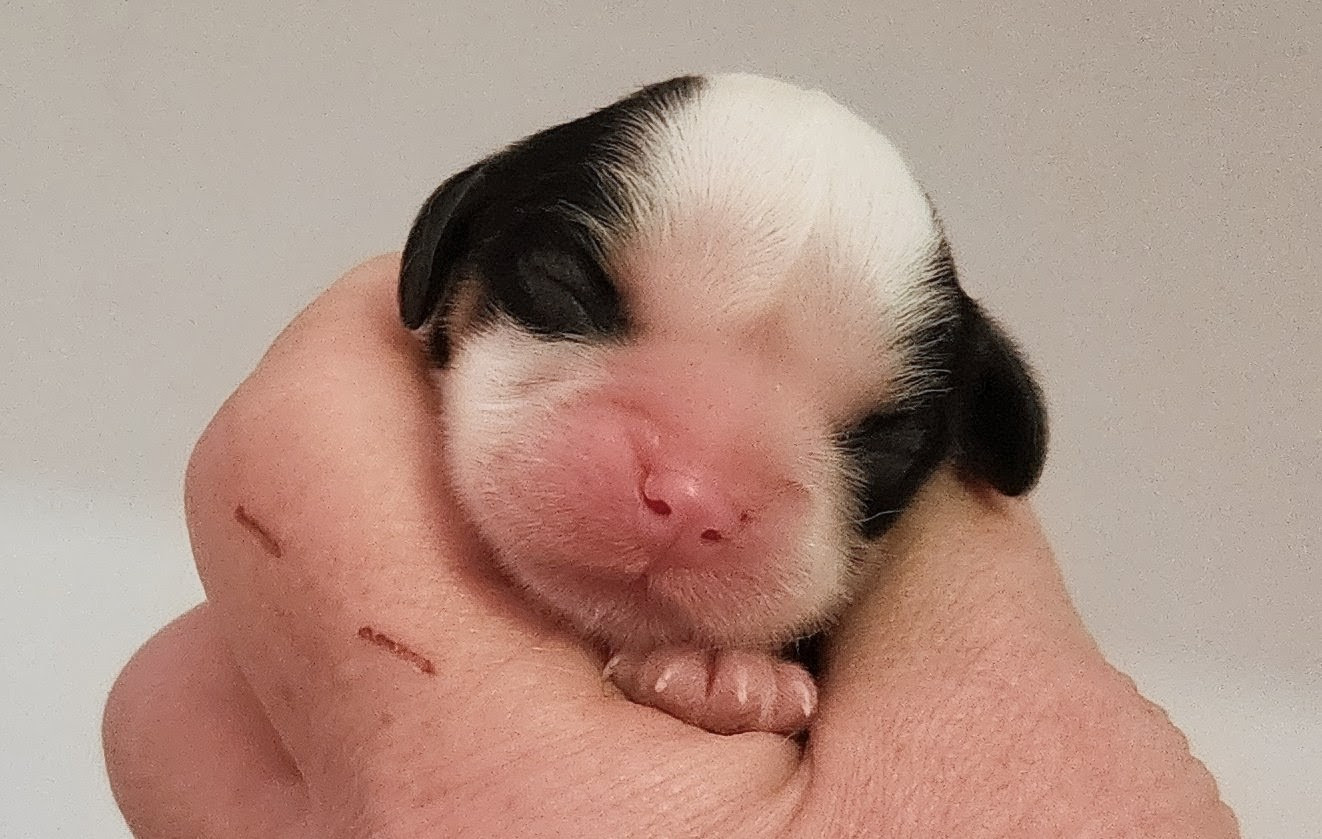 De castel peyrac - Chiots disponibles - Cavalier King Charles Spaniel