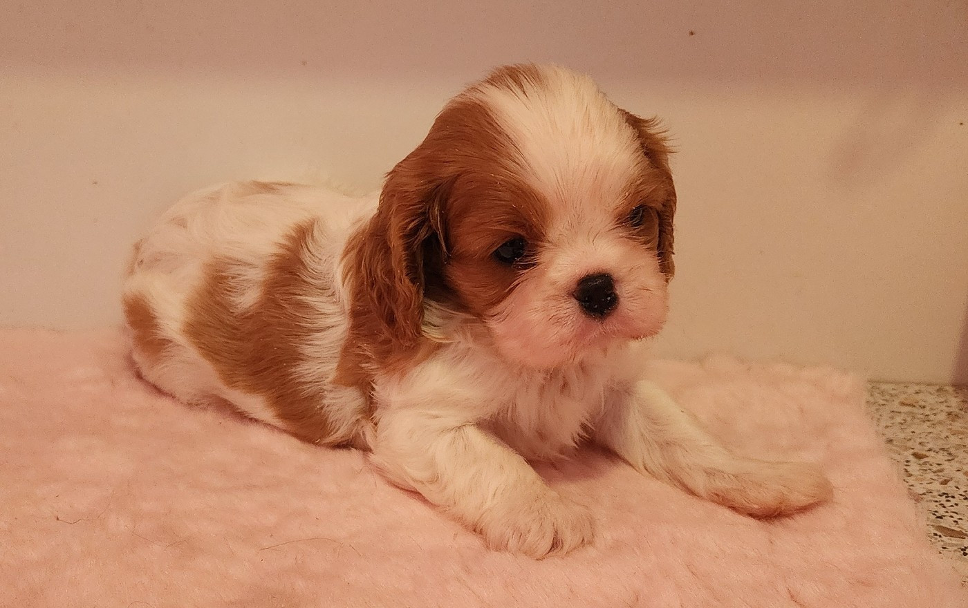De castel peyrac - Chiots disponibles - Cavalier King Charles Spaniel