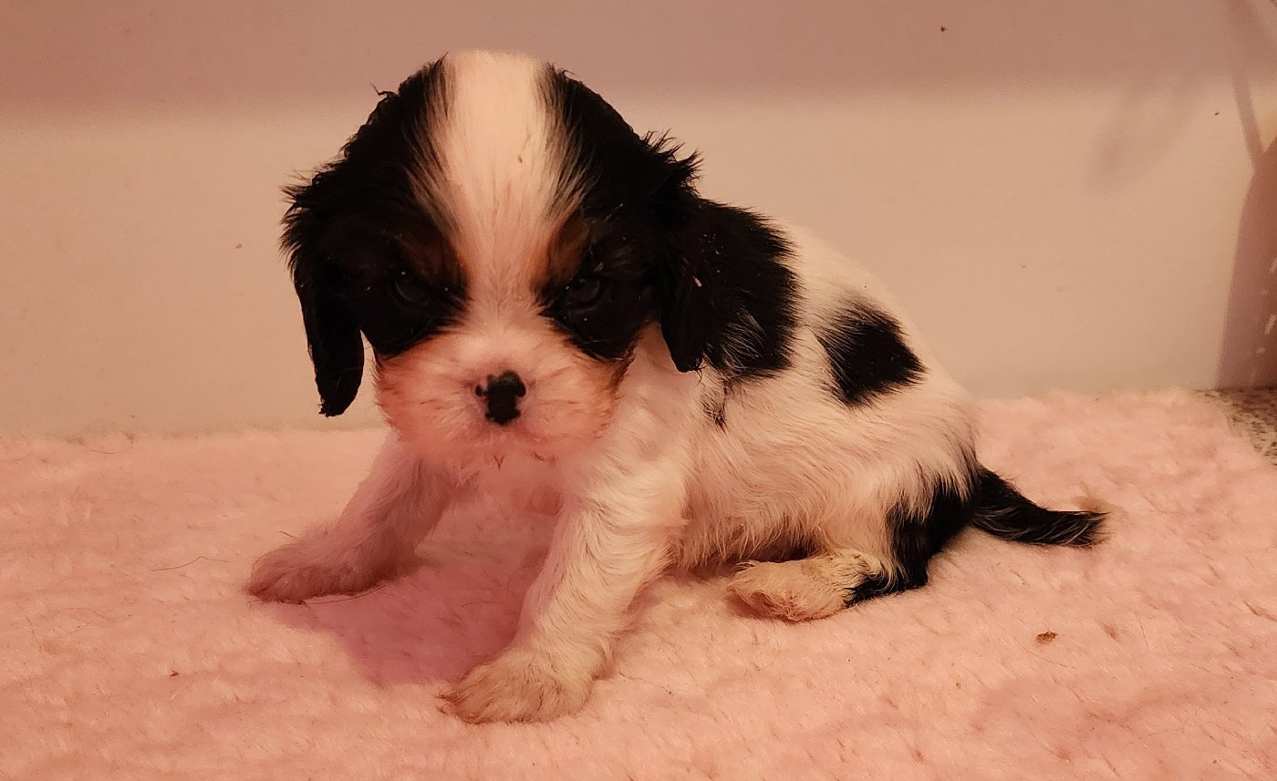 De castel peyrac - Chiots disponibles - Cavalier King Charles Spaniel