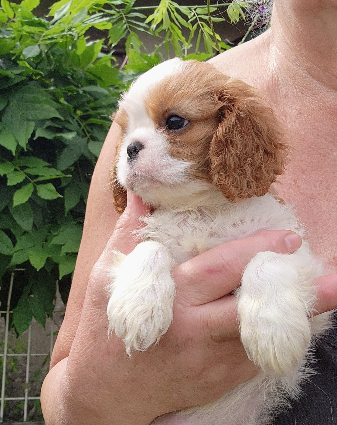 De castel peyrac - Chiots disponibles - Cavalier King Charles Spaniel