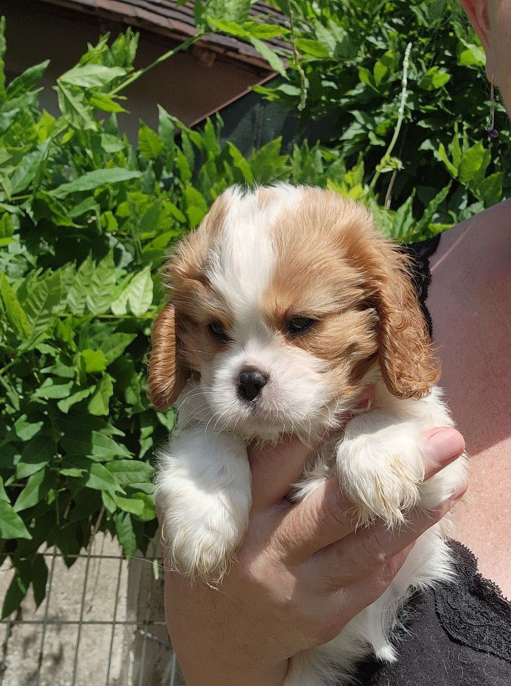 De castel peyrac - Chiots disponibles - Cavalier King Charles Spaniel