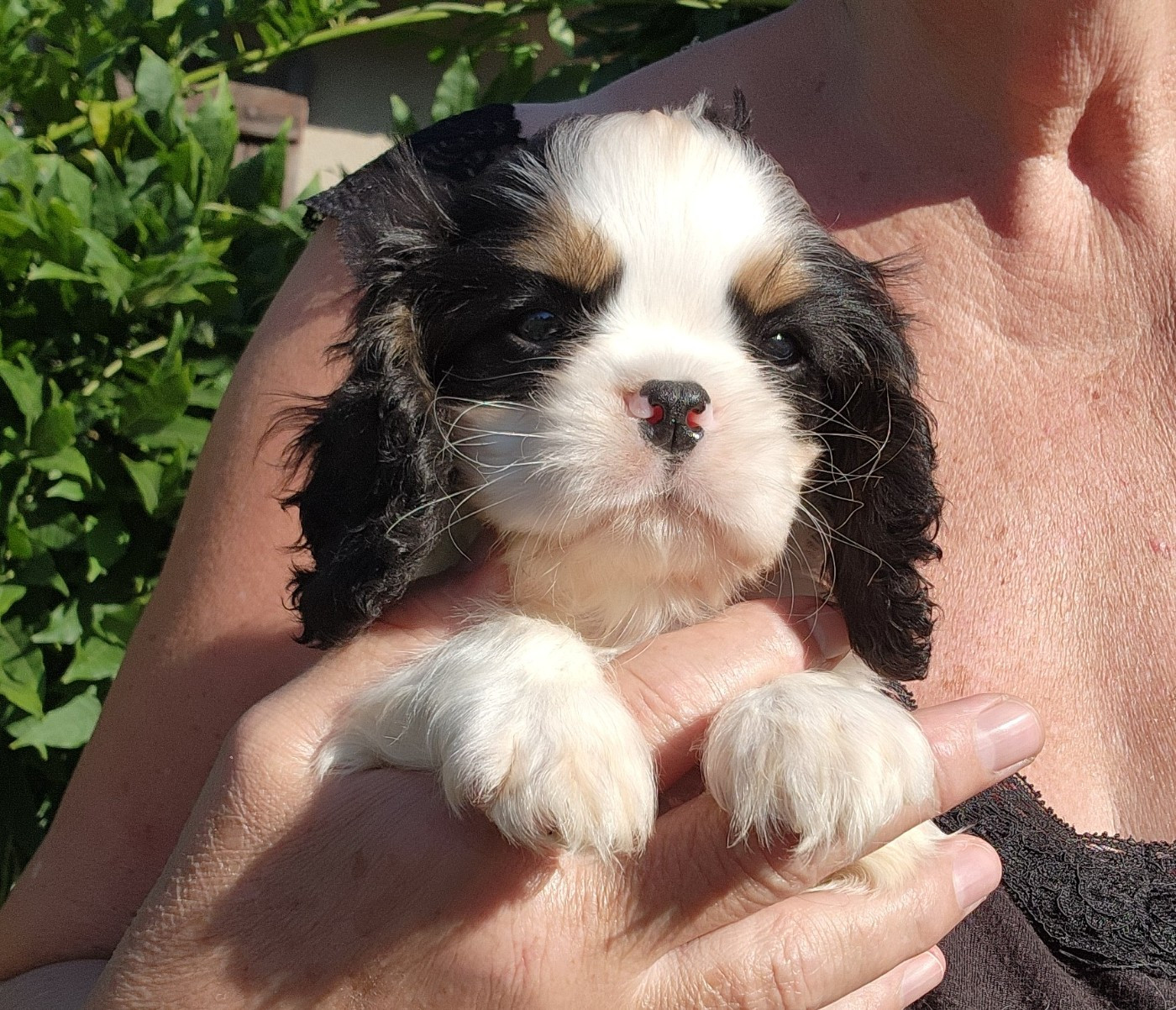 De castel peyrac - Chiots disponibles - Cavalier King Charles Spaniel