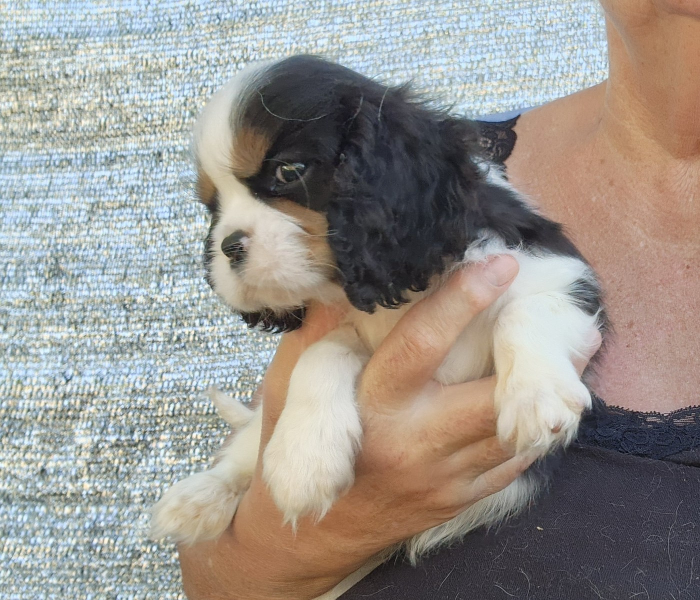 De castel peyrac - Chiots disponibles - Cavalier King Charles Spaniel
