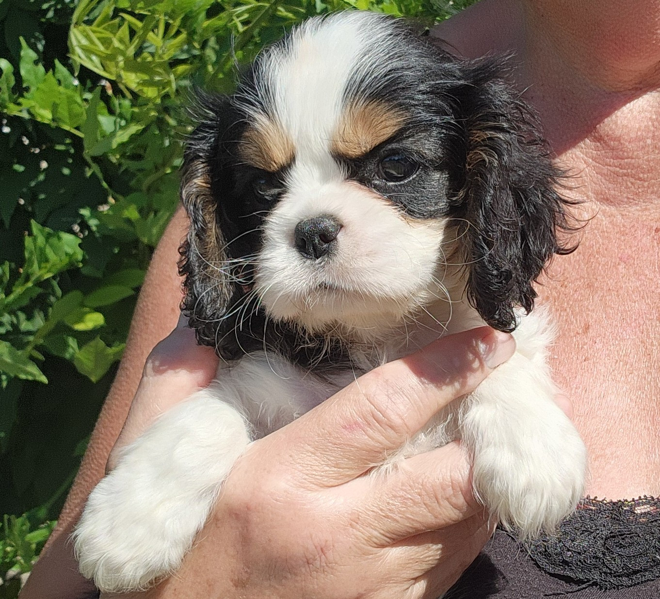De castel peyrac - Chiots disponibles - Cavalier King Charles Spaniel