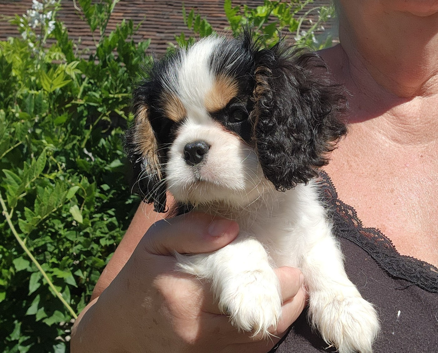 De castel peyrac - Chiots disponibles - Cavalier King Charles Spaniel