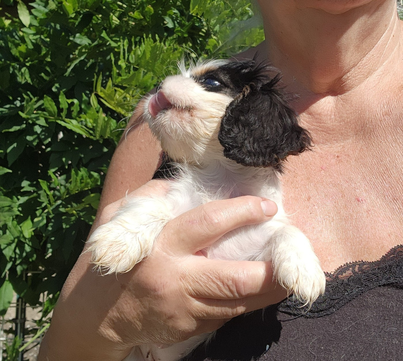 De castel peyrac - Chiots disponibles - Cavalier King Charles Spaniel