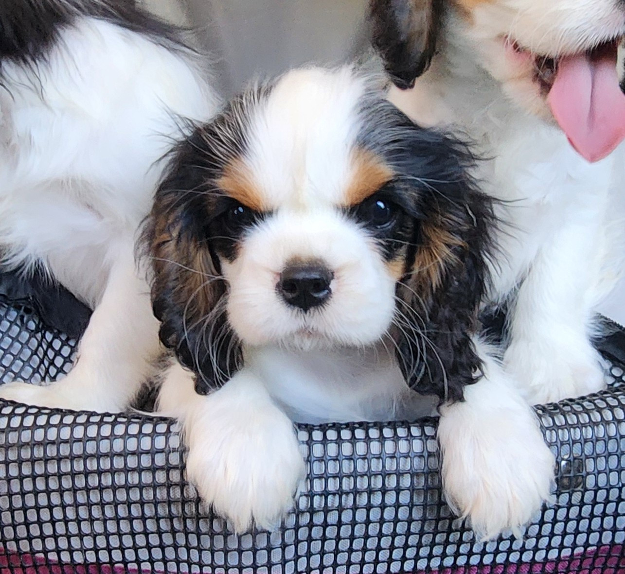 De castel peyrac - Chiots disponibles - Cavalier King Charles Spaniel
