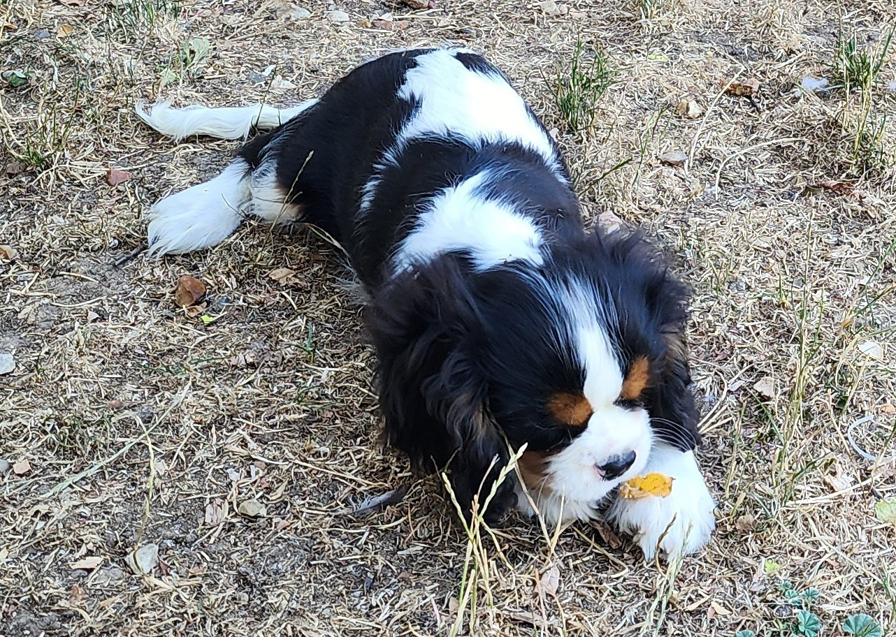 De castel peyrac - Chiots disponibles - Cavalier King Charles Spaniel