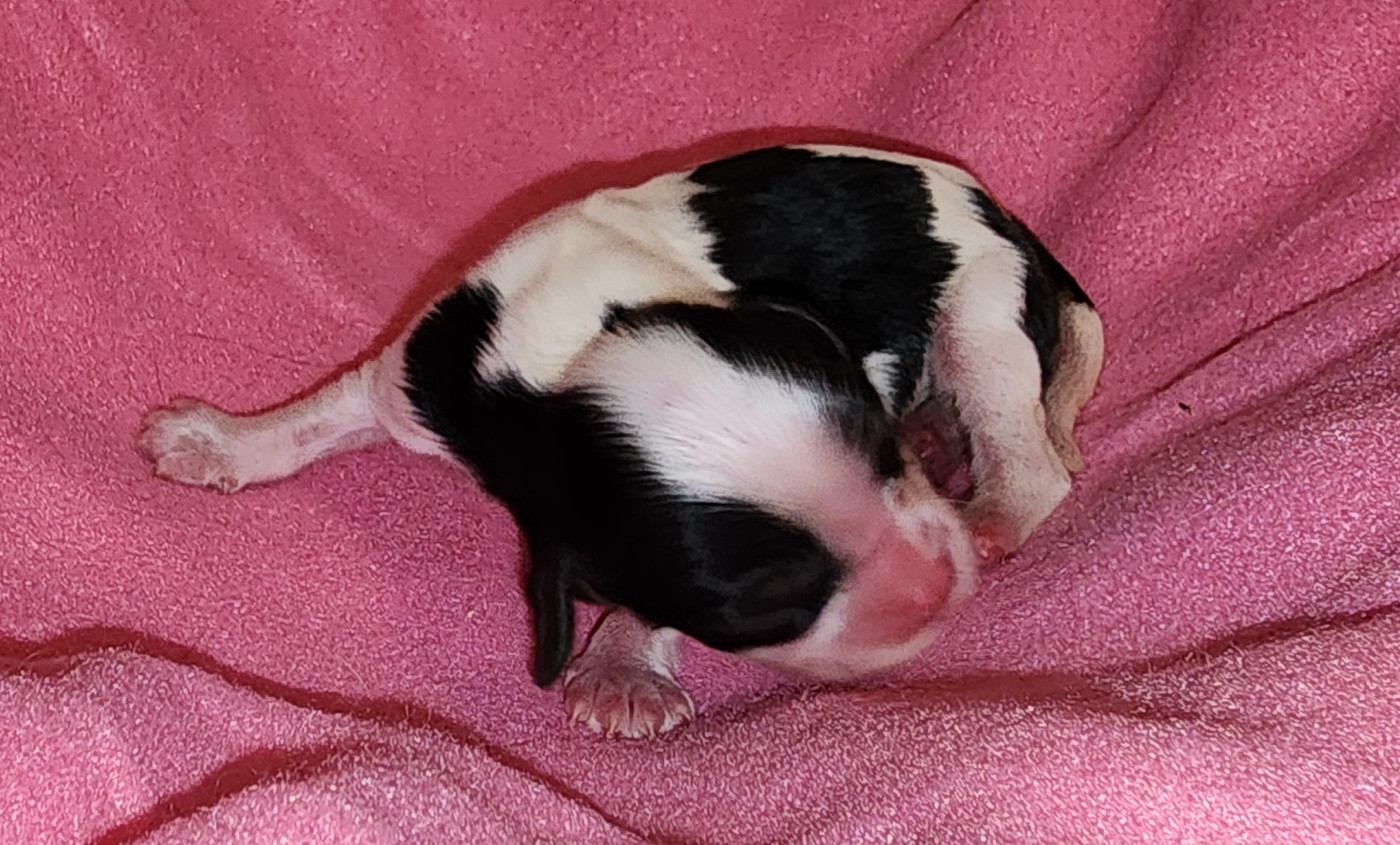 De castel peyrac - Chiots disponibles - Cavalier King Charles Spaniel