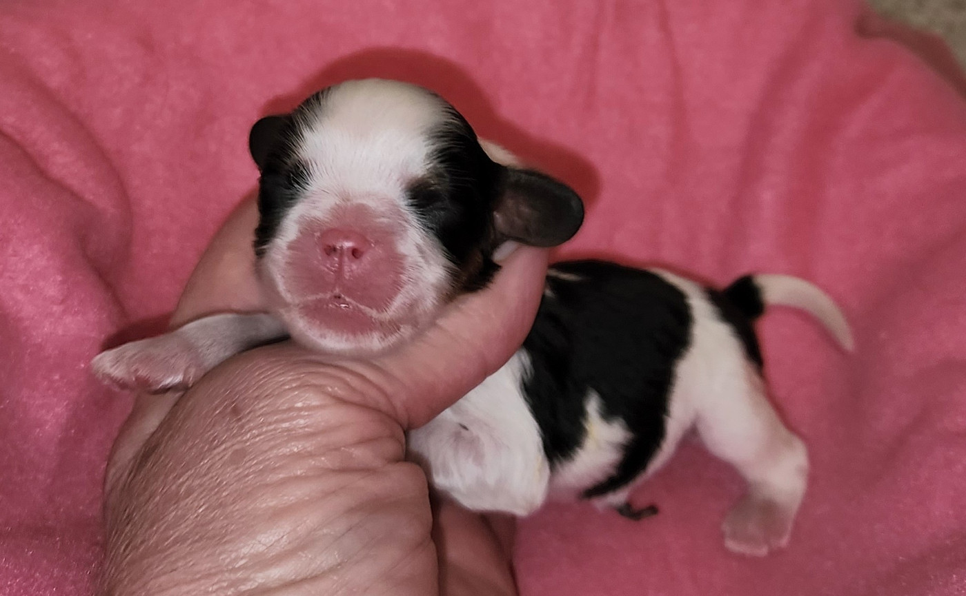 De castel peyrac - Chiots disponibles - Cavalier King Charles Spaniel