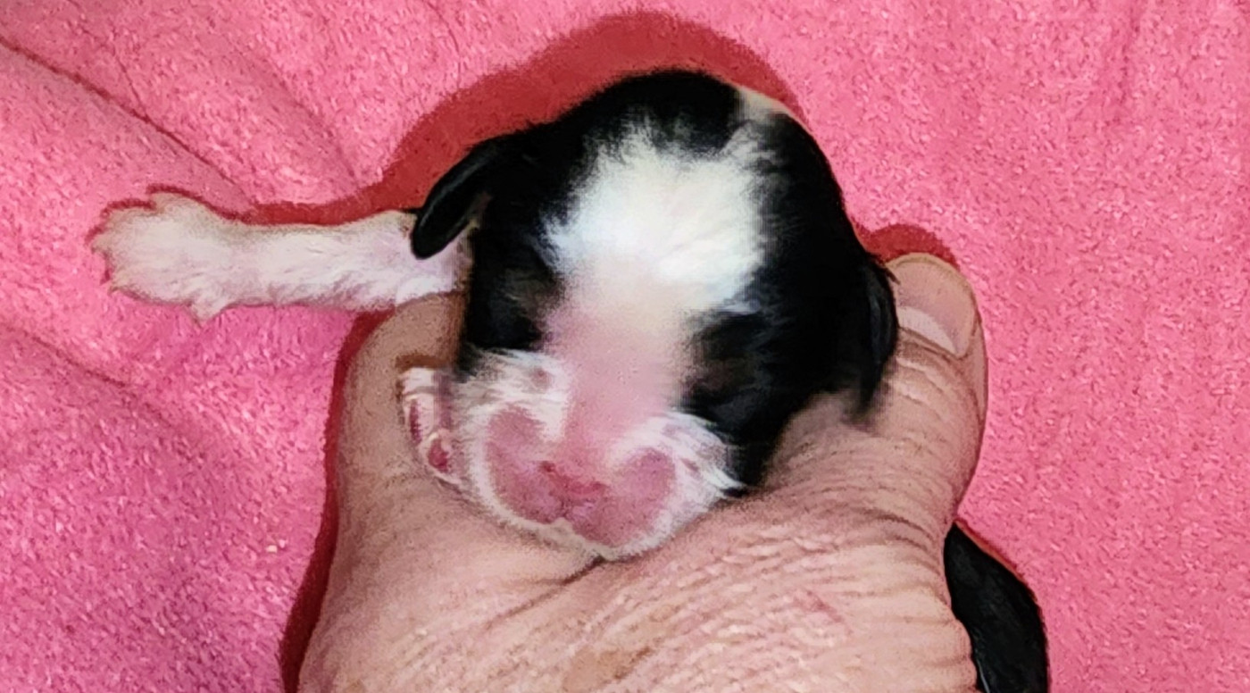 De castel peyrac - Chiots disponibles - Cavalier King Charles Spaniel
