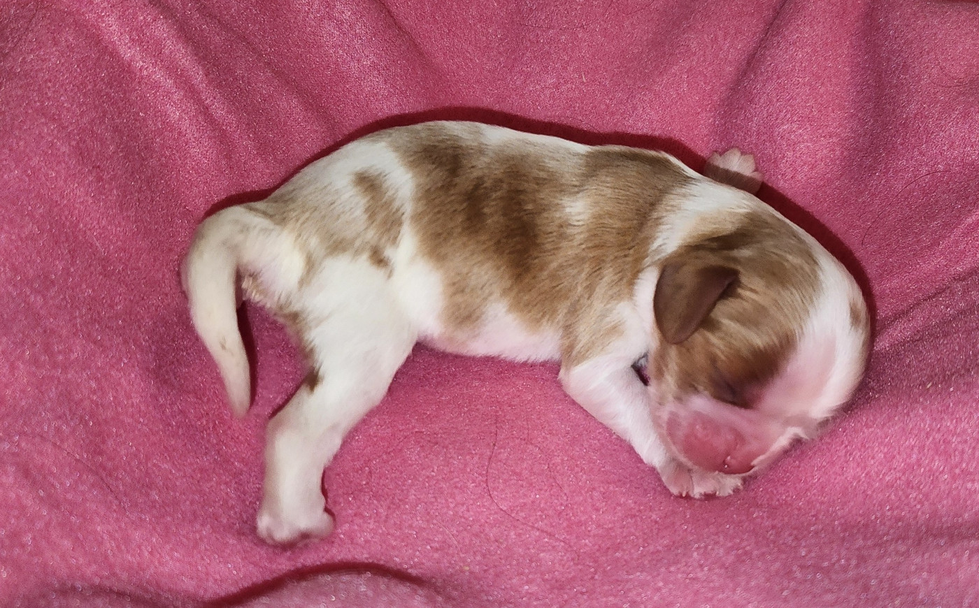 De castel peyrac - Chiots disponibles - Cavalier King Charles Spaniel