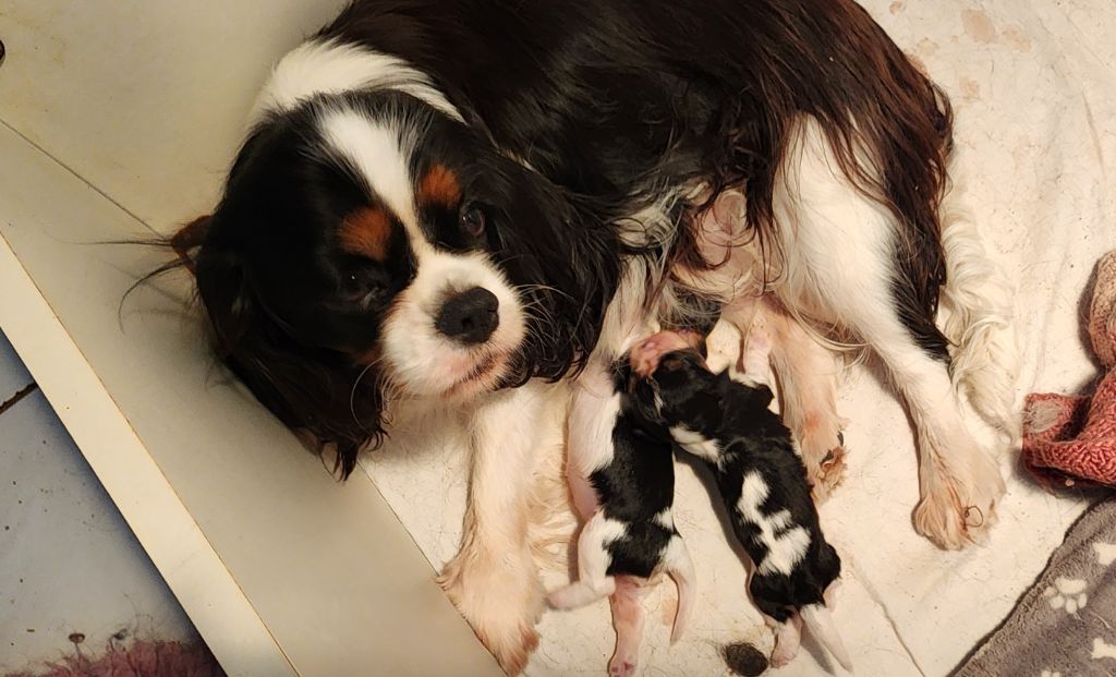 Chiot Cavalier King Charles Spaniel De castel peyrac