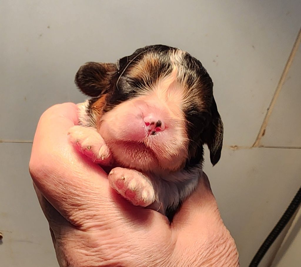 De castel peyrac - Chiots disponibles - Cavalier King Charles Spaniel