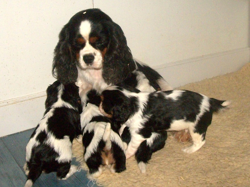 Chiot Cavalier King Charles Spaniel De castel peyrac