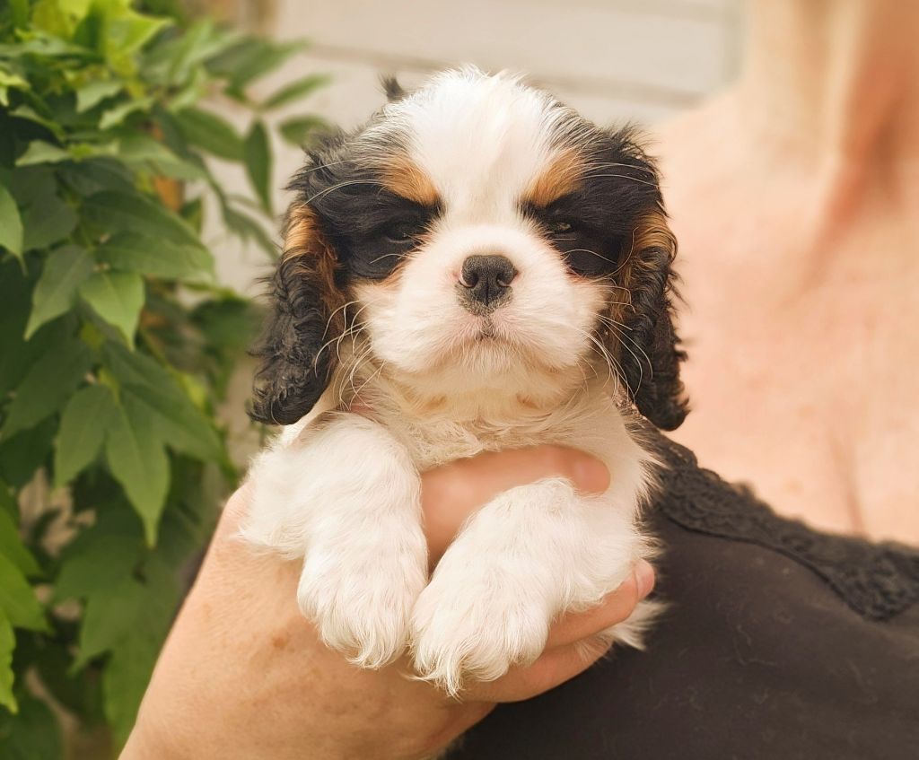 De castel peyrac - Chiots disponibles - Cavalier King Charles Spaniel