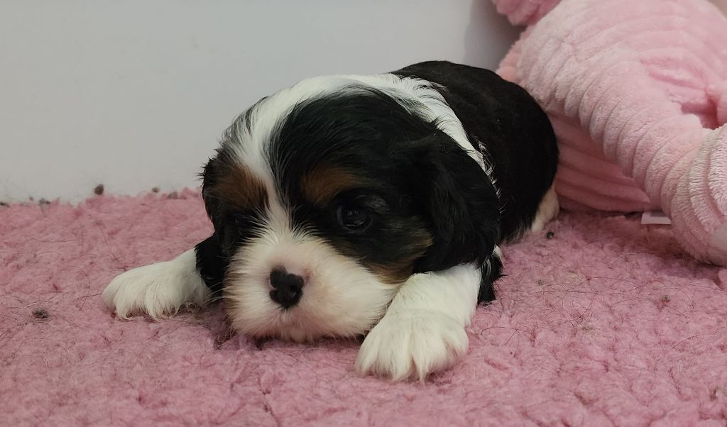 De castel peyrac - Chiots disponibles - Cavalier King Charles Spaniel